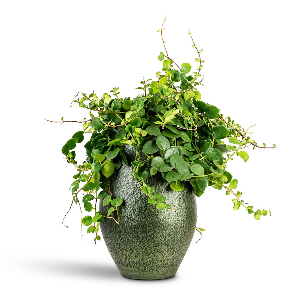Aeschynanthus Pink Polka House Plant In Noor Vase Velvet Green