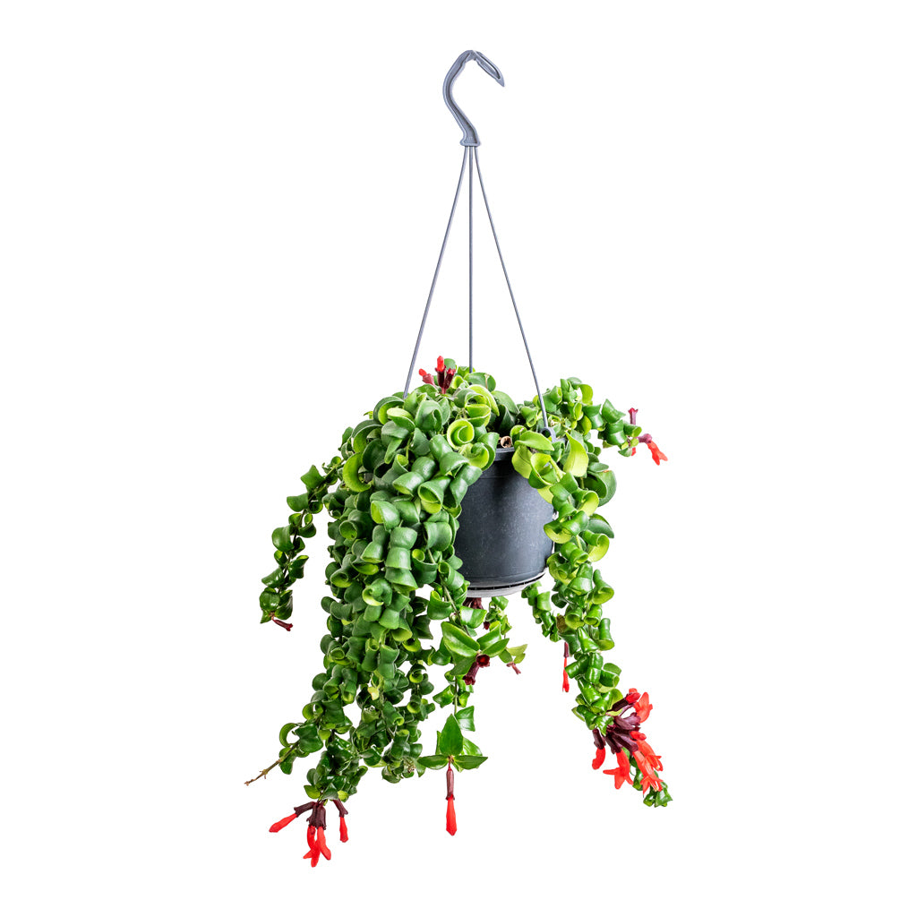 Aeschynanthus Rasta - Lipstick Plant