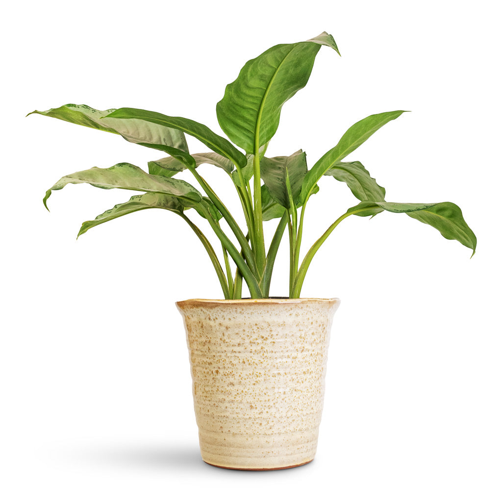 Aglaonema B.J. Freedman - 24x80cm In Vallo Pot Sand Cream - 29.5x26.5cm