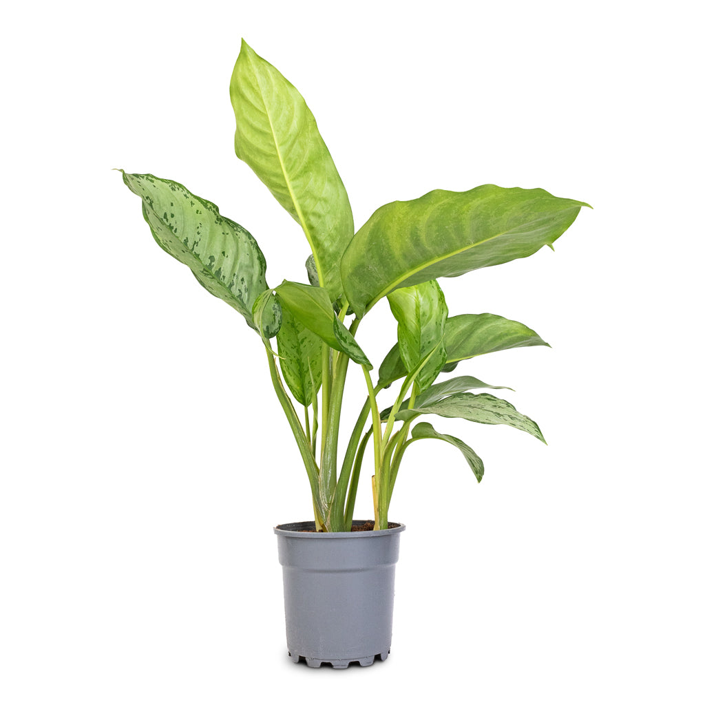 Aglaonema B.J. Freedman - Chinese Evergreen - 17 x 70cm