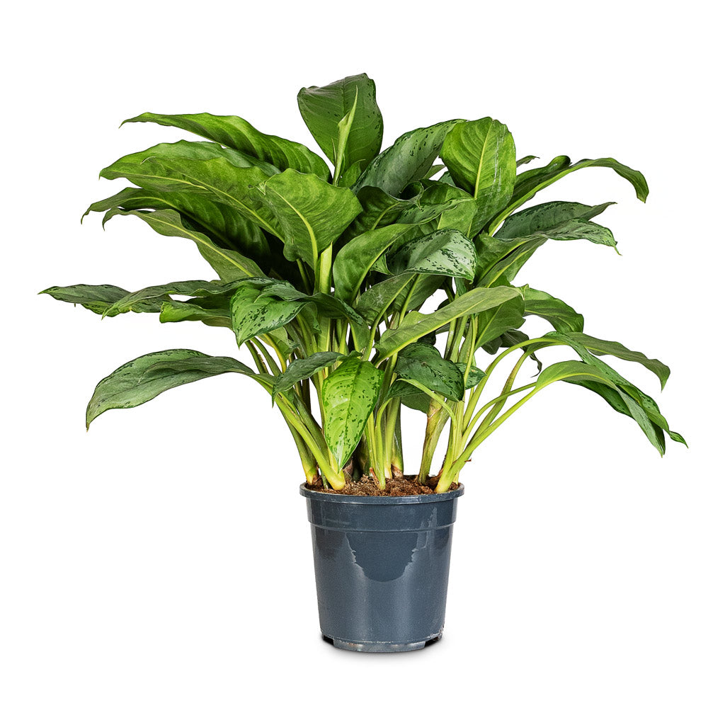 Aglaonema B.J.Freedman 24x80cm