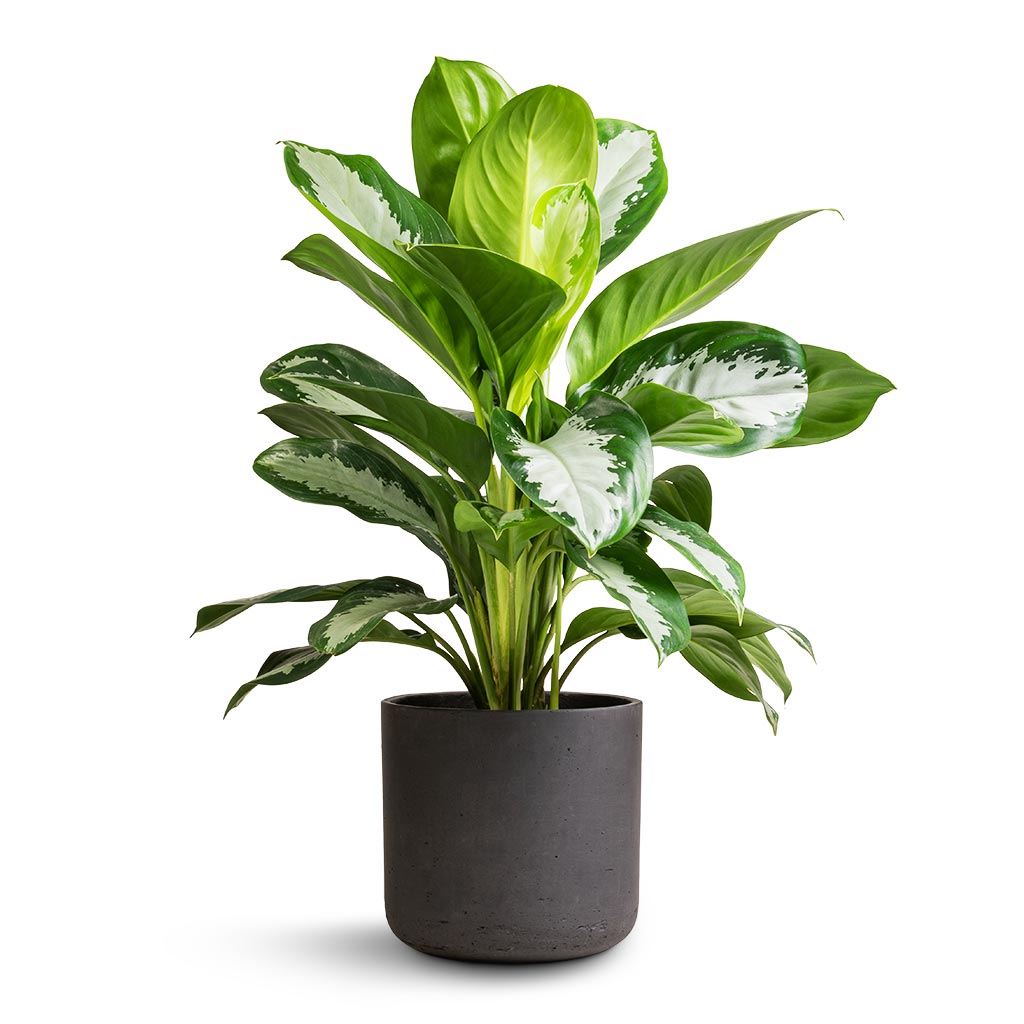Aglaonema Diamond Bay - Chinese Evergreen & Charlie Plant Pot - Black Washed