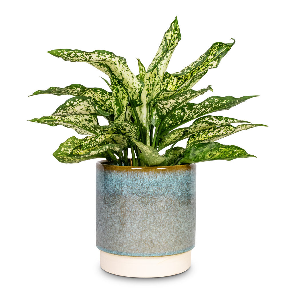 Aglaonema Kiwi Chinese Evergreen - 12x30cm Copenhagen Plant Pot Aqua - 15.5x16cm