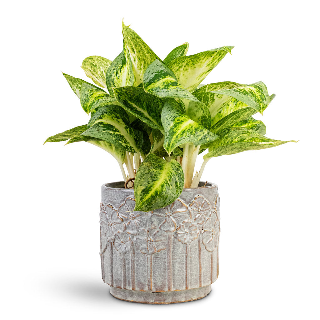 Aglaonema Lemon Mint House Plant In Lilou Pot Periwinkle