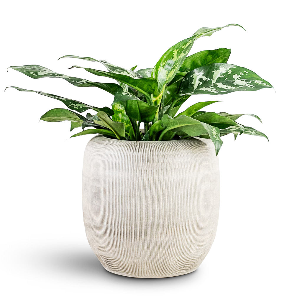 Aglaonema Maria - 17x50cm in Roxan Pot Concrete - 26x24cm