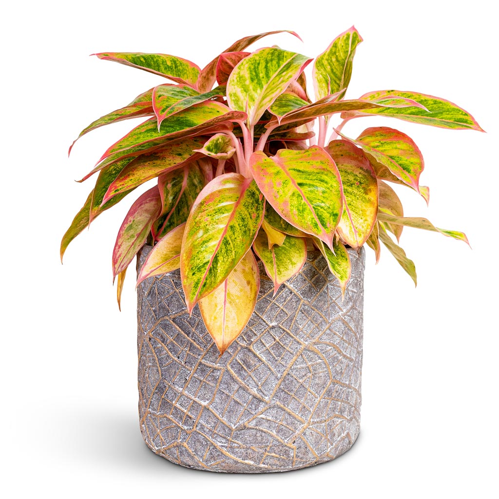 Aglaonema Salmon Fantasy 19x40cm House Plant In Denzel Pot Shiny Concrete 22x20cm