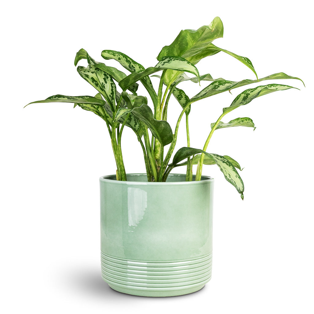 Aglaonema Silver Queen 14x40cm House Plant In Munich Pot Green Gloss 16.5x14.5cm