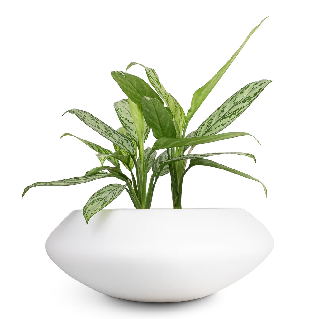 Aglaonema Silver Queen Chinese Evergreen - 17x60cm & Tara Essentials Bowl Planter Matt White - 31x12cm