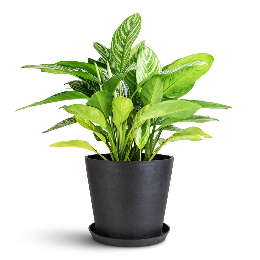 Rounded Plant Pot Saucer - Slate