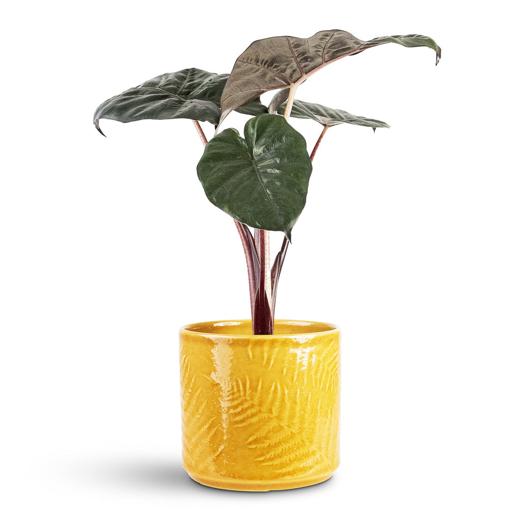 Alocasia Yucatan Princess 14x40cm House Plant In Orla Fern Pot Mustard 15.5x14cm