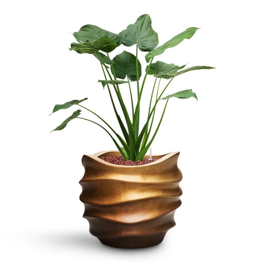 Alocasia cucullata - Hooded Dwarf Elephant Ear - Hydroculture & Gradient Lee Couple Planter - Matt Honey