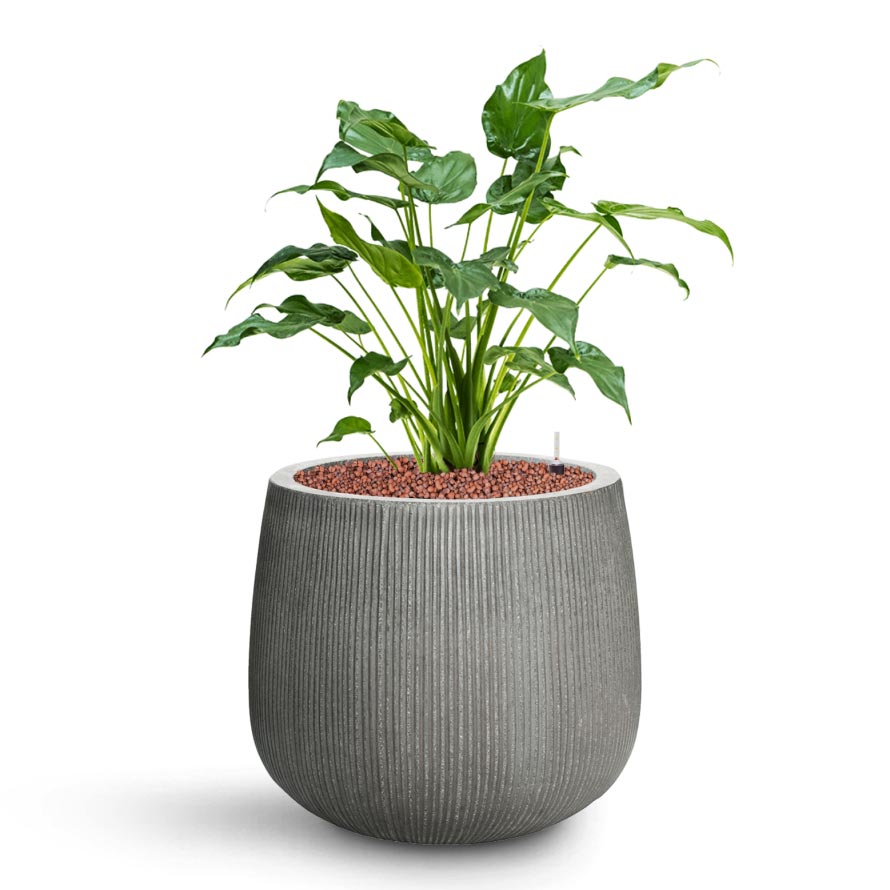 Alocasia cucullata - Hooded Dwarf Elephant Ear - HydroCare & Pax Planter - Ridged Dark Grey
