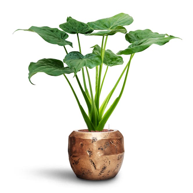 Alocasia cucullata - Hooded Dwarf Elephant Ear - HydroCare & Opus Raw Couple Planter - Gold