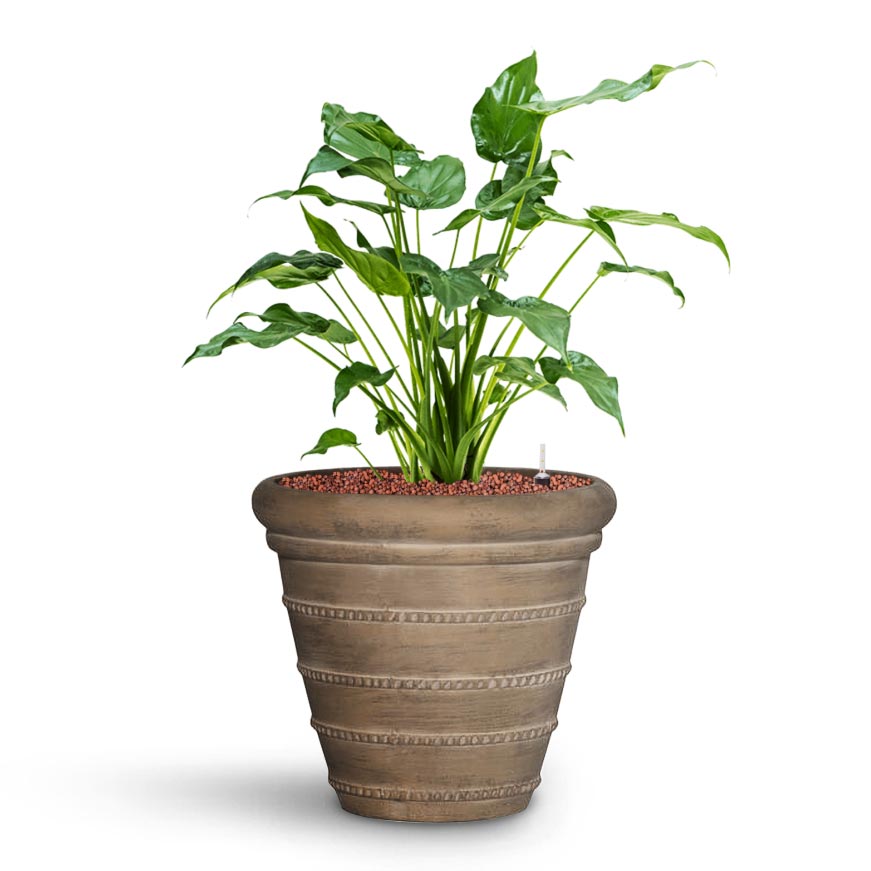 Alocasia cucullata - Hooded Dwarf Elephant Ear - HydroCare & Treasure Selena Planter - Chalk Beige