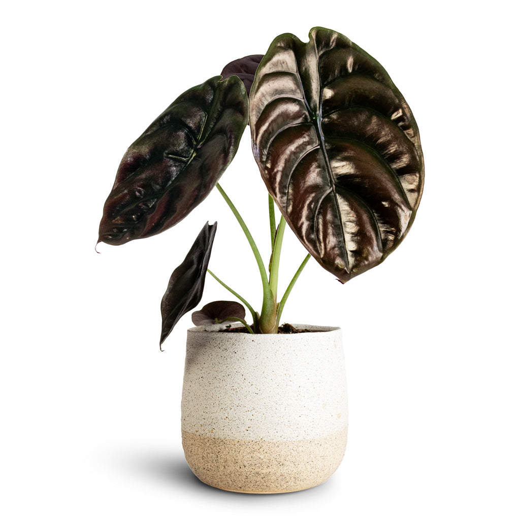 Alocasia cuprea Red Secret In Celeste Pot Cream