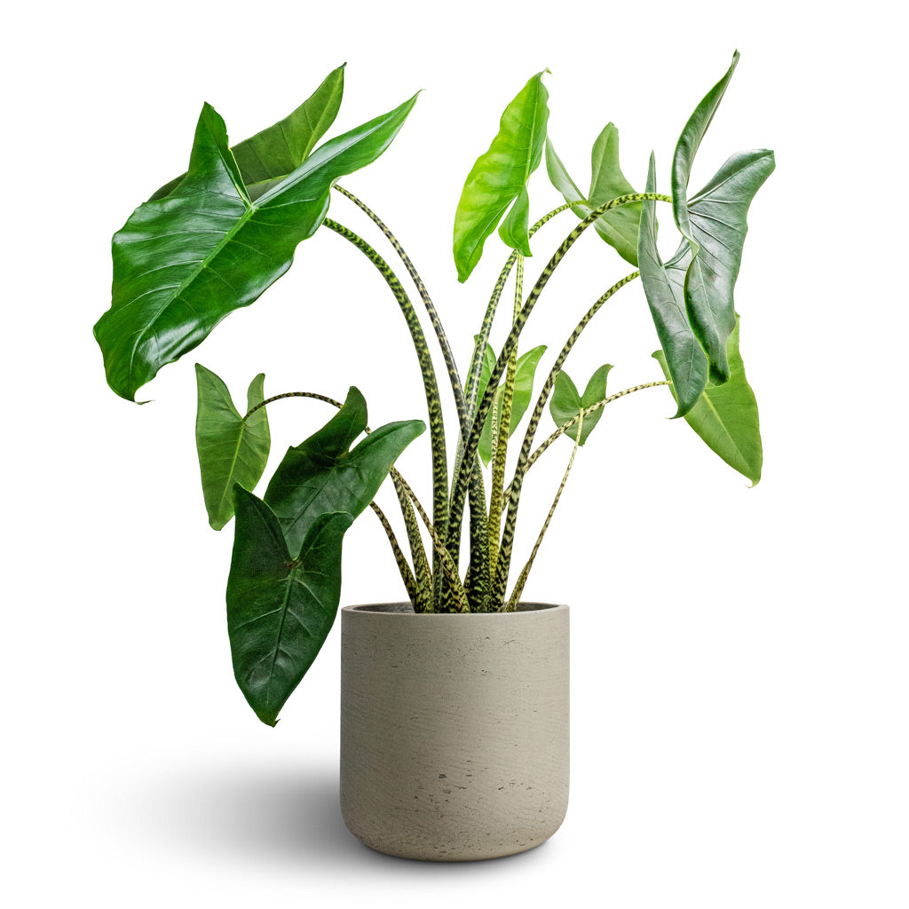 Alocasia zebrina Tiger - Elephant Ear & Charlie Plant Pot - Grey Washed