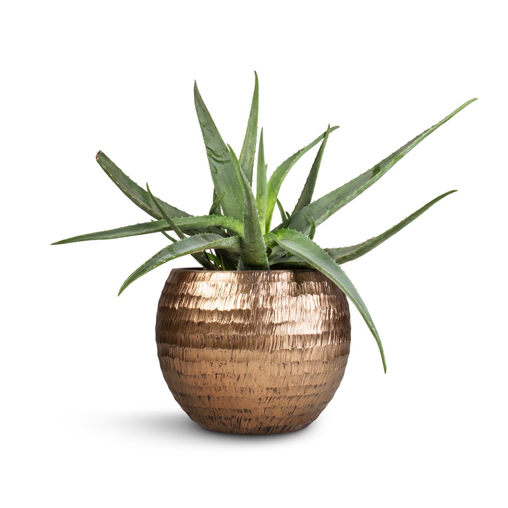 Aloe vera & Opus Hammered Globe Planter - Gold