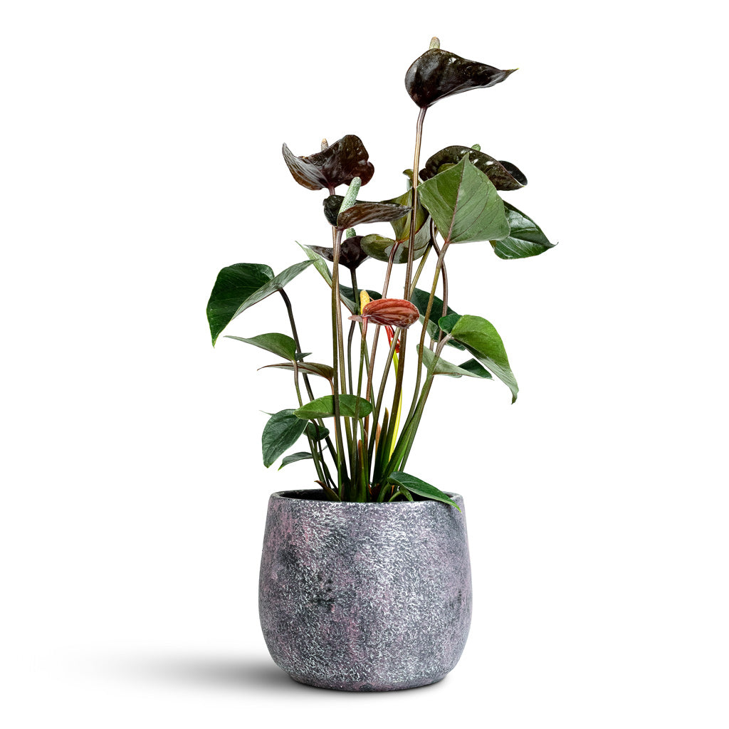 Anthurium-Black-Love-12x40cm-Jules-Shiny-Purple-15x13cm