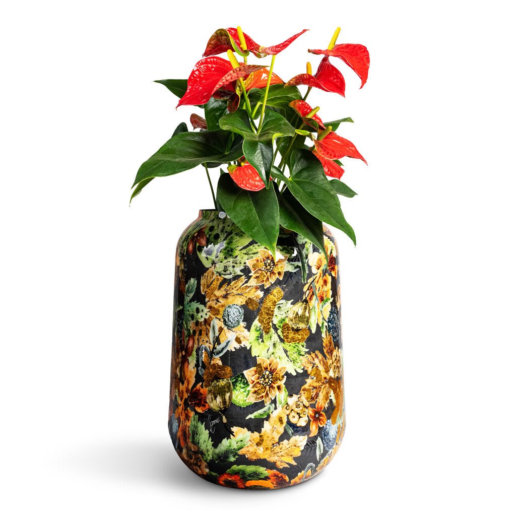 Anthurium Flamingo Flower Royal Red - 17x55cm In Lammie Planter Berry Blue - 30x42cm