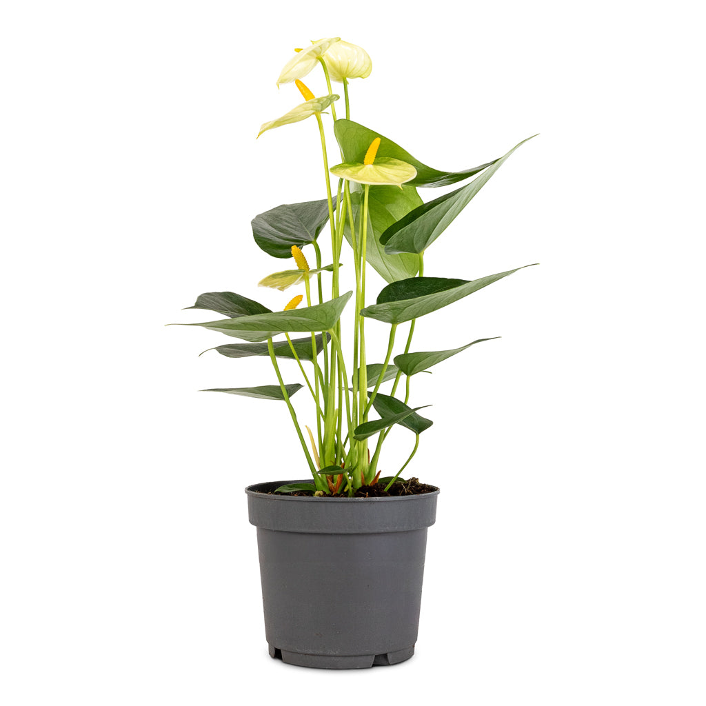 Anthurium - Flamingo Flower - Vanilla