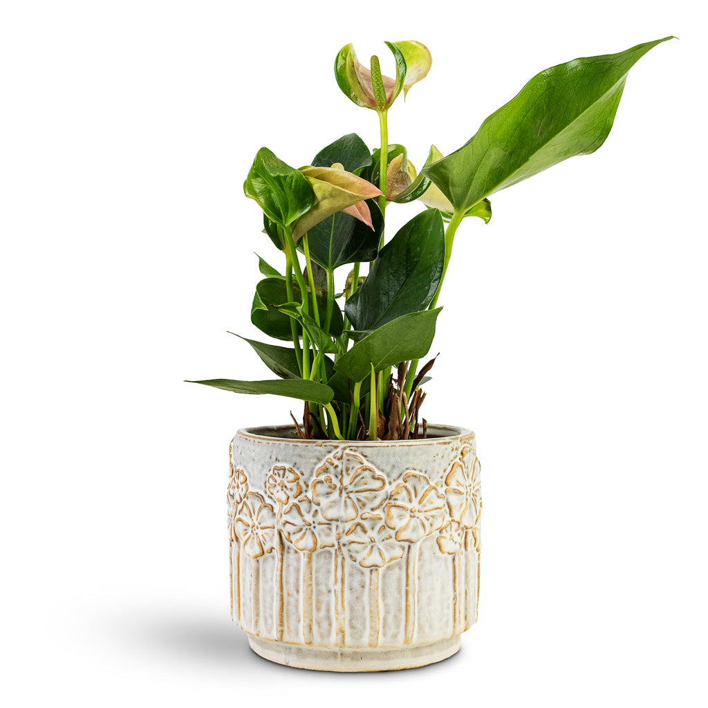 Anthurium Joli House Plant In Lilou Pot Ivory