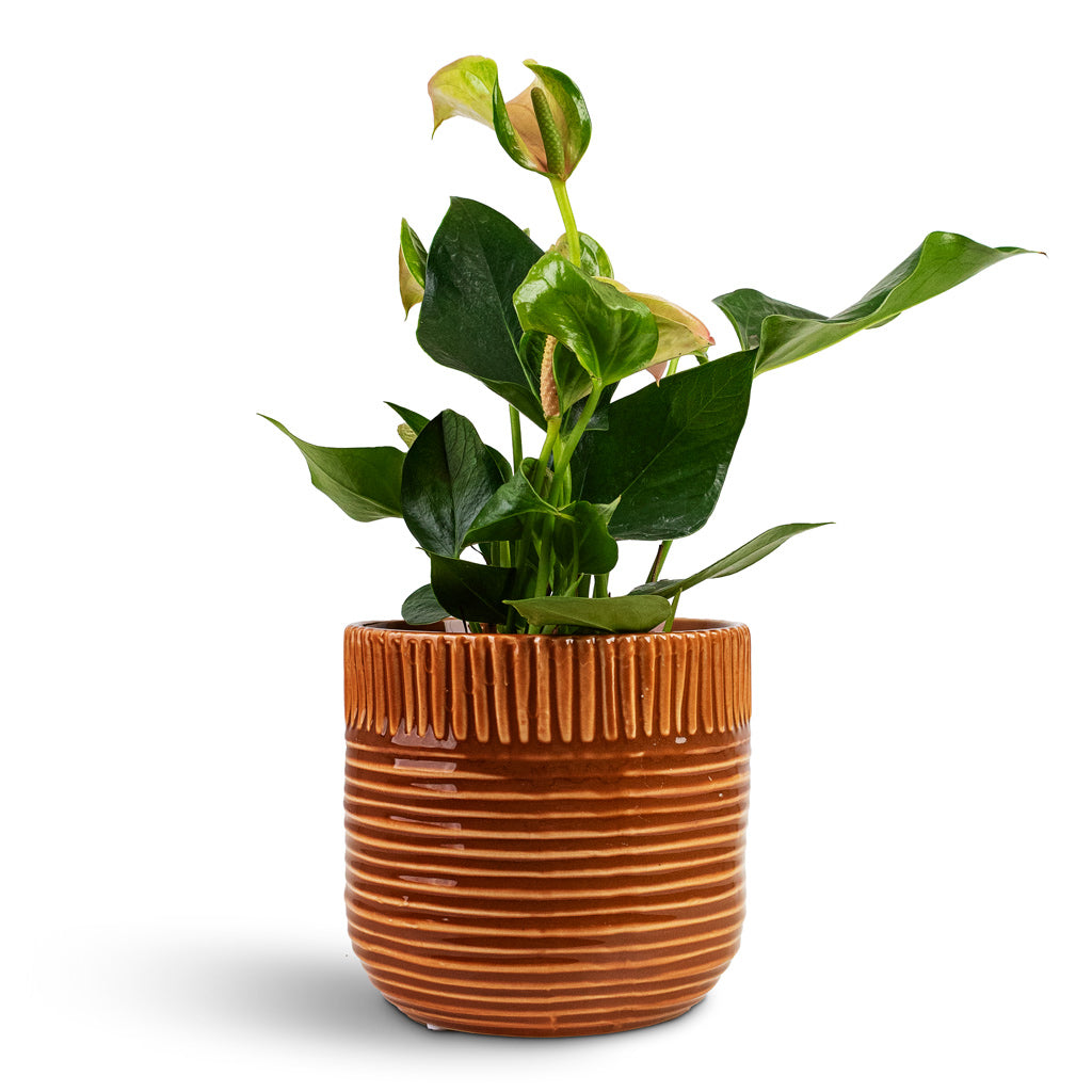 Anthurium Joli House Plant In Nona Pot Horizon
