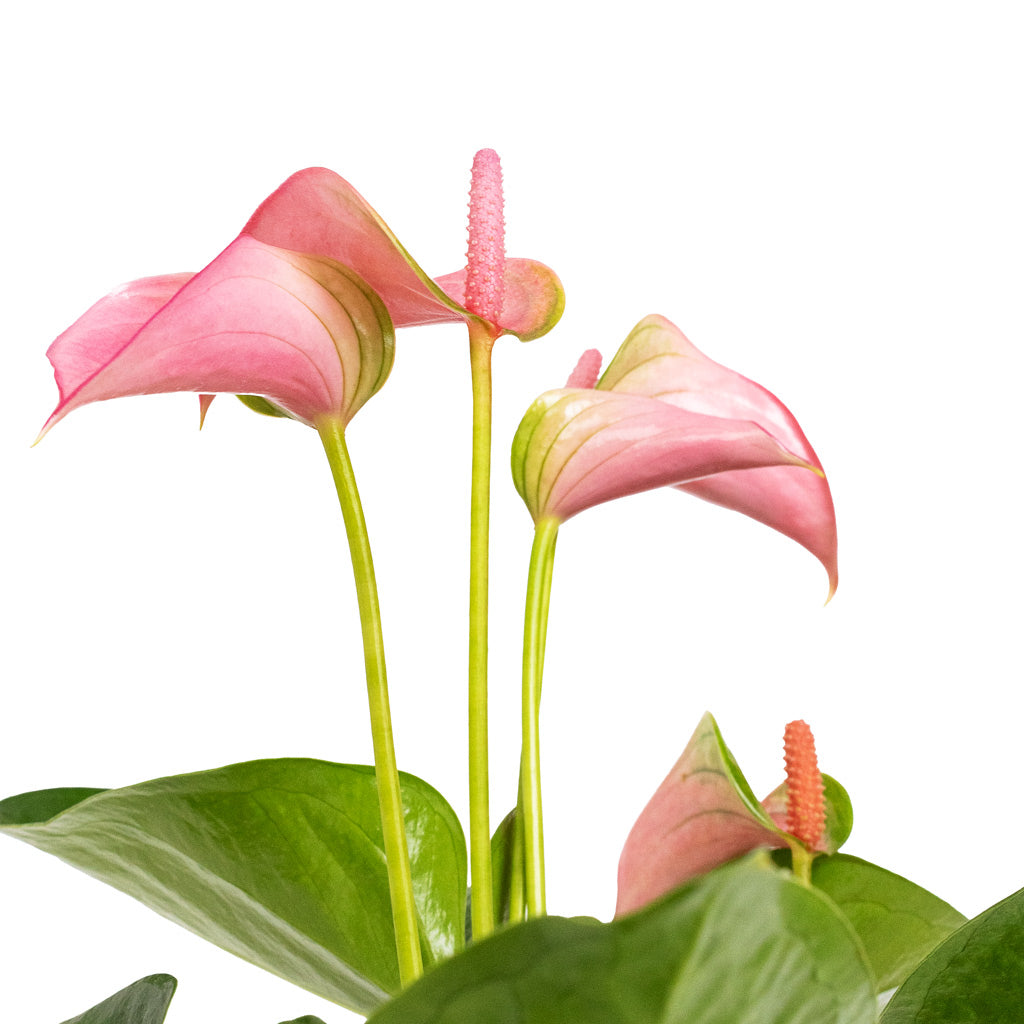 Anthurium Joli Flower Detail