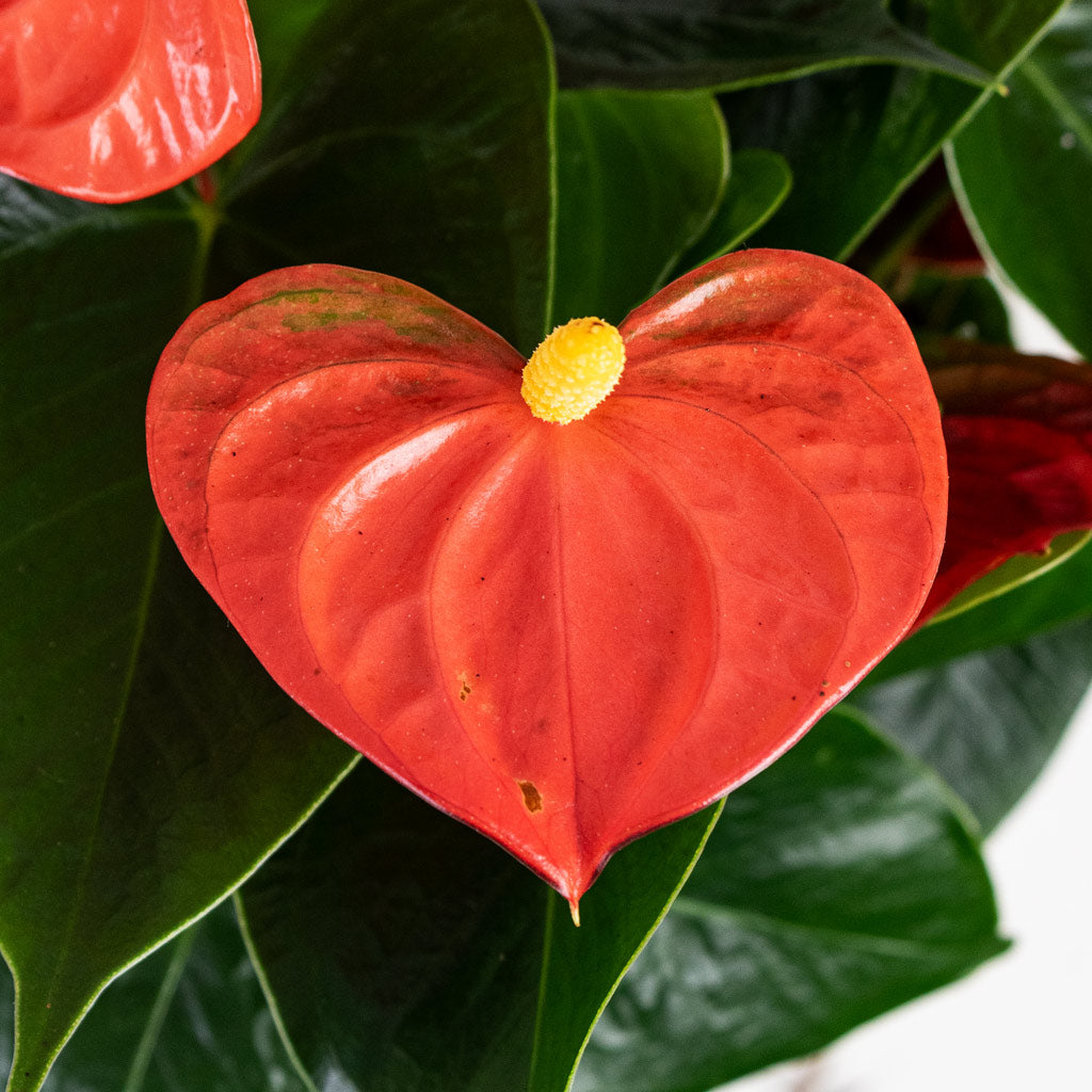 Anthurium Orange Champion Close up Alternative colour