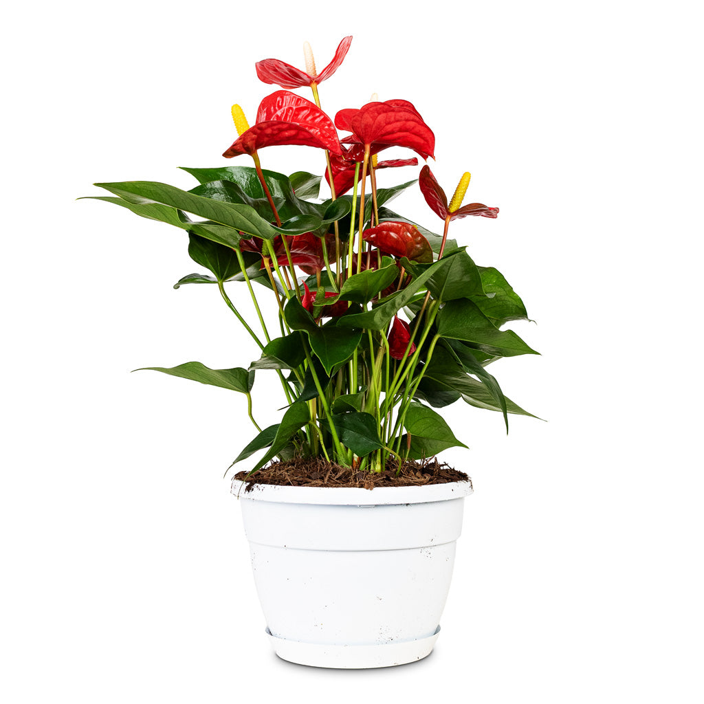 Anthurium Royal Red 20x50cm