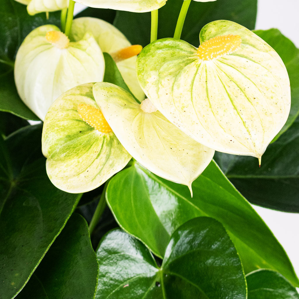 Anthurium Vanilla Close up