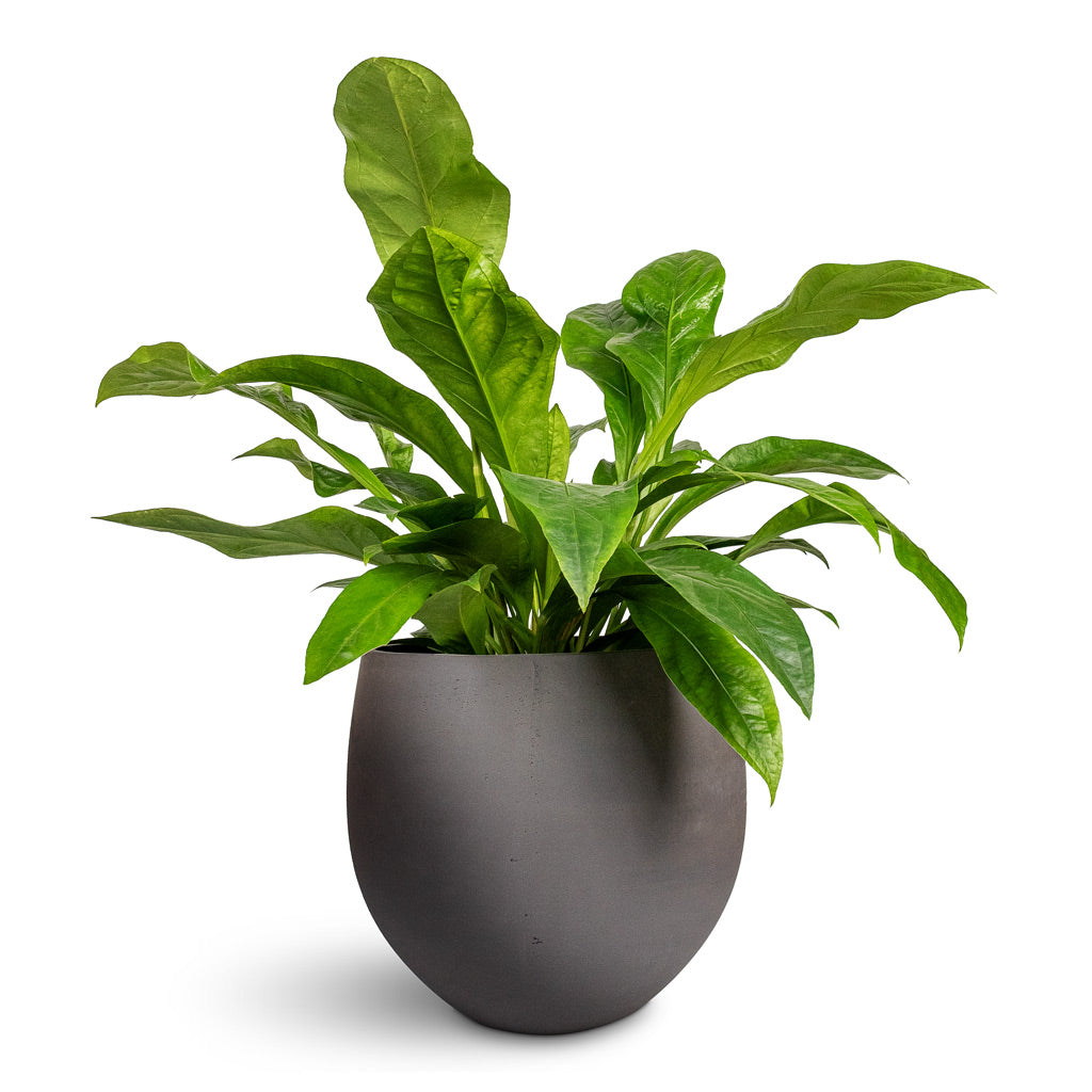 Anthurium elipticum Jungle Bush - 24x60cm - Mini Orb Kevan Plant Pot Black Washed - 39x35cm