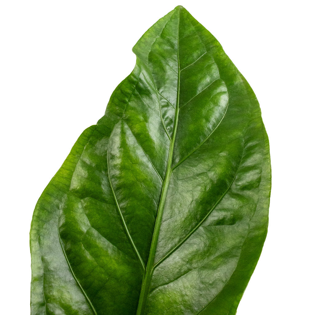 Anthurium elipticum - Jungle Bush Leaf