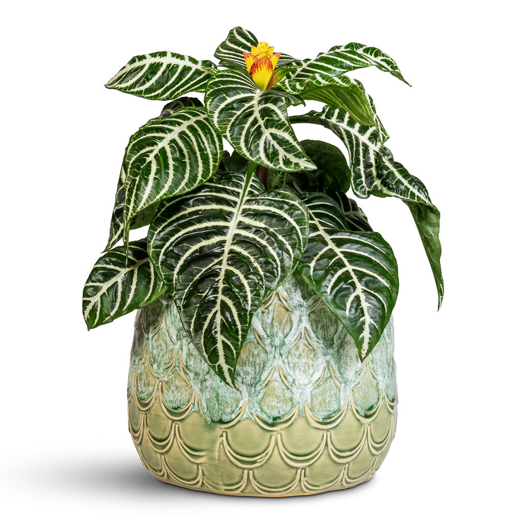 Aphelandra squarrosa Botanica Zebra Houseplant 13x35cm Debby Plant Pot Thyme 21x17cm