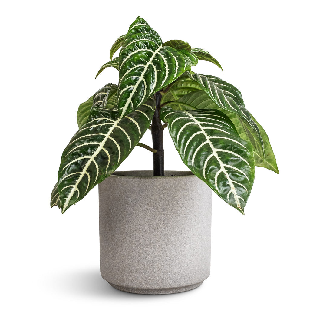 Aphelandra squarrosa Botanica - Zebra Plant & Leon Plant Pot - Cement