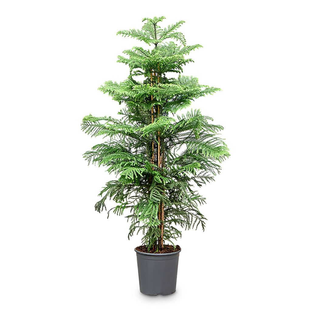Araucaria heterophylla - 30x160cm