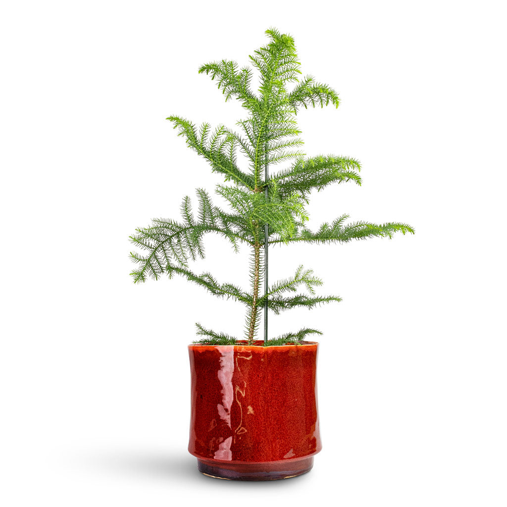 Araucaria heterophylla Norfolk Island Pine - 17x50cm In Nolan Plant Pot Red - 23x21cm