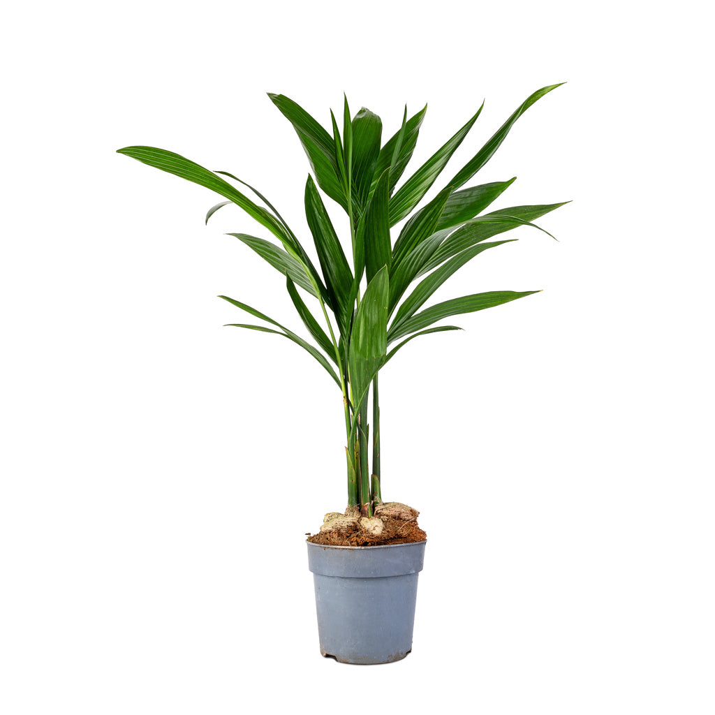 Areca catechu - Betel Nut Palm