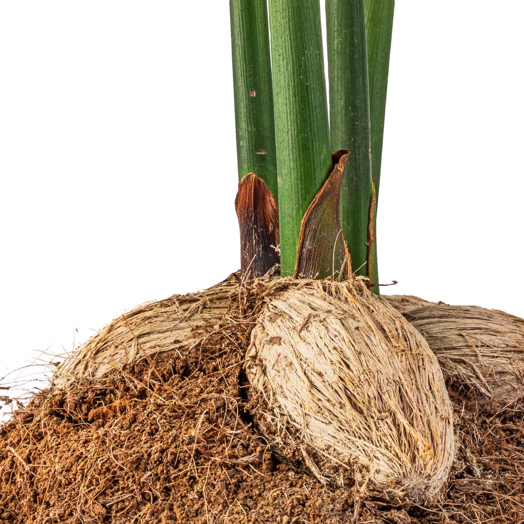 Areca catechu - Betel Nut Palm - Nuts