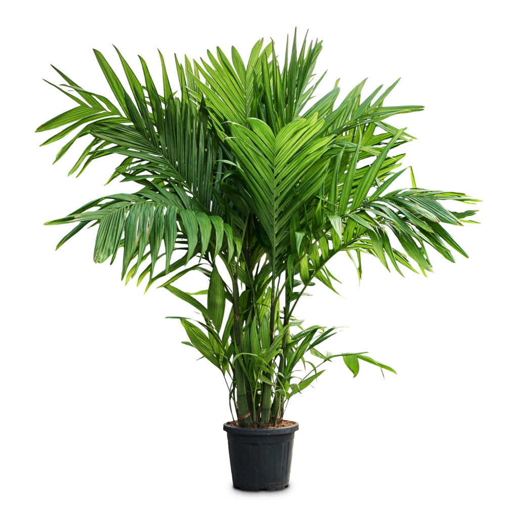 Areca triandra Wild Areca 30x180cm house plant