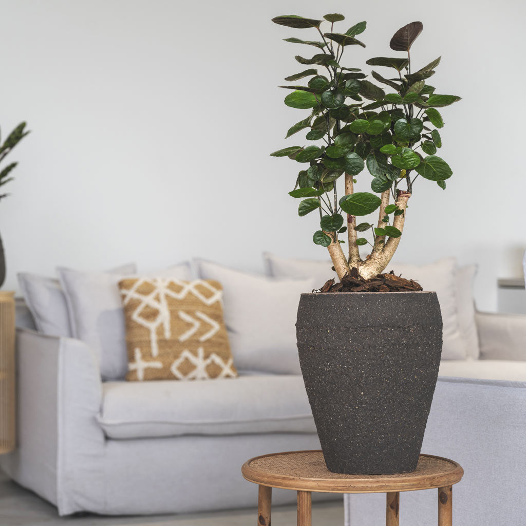 Polyscias Fabian in Ares Mediterranean Umber Brown