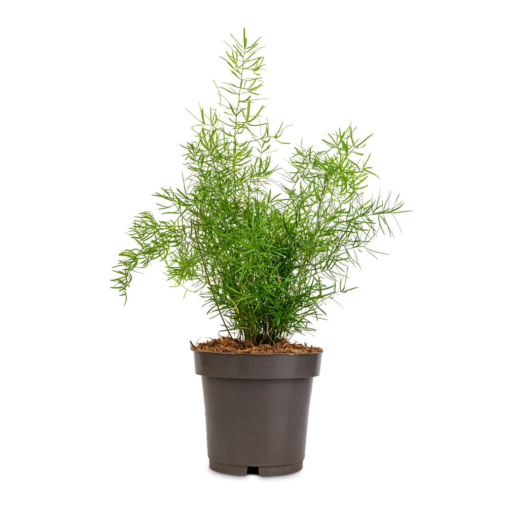 Asparagus densiflorus Sprengeri - Emerald Feather Fern - 12 x 30cm
