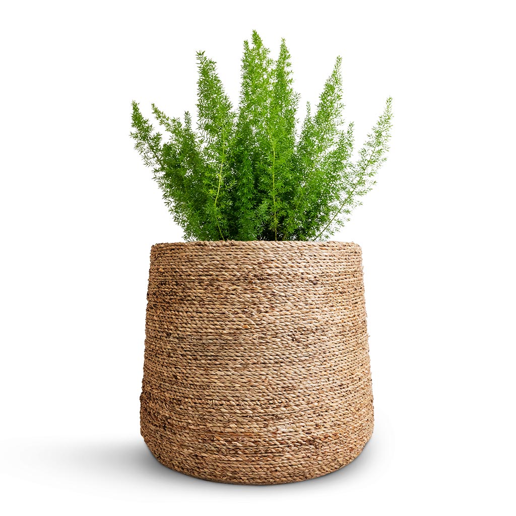 Asparagus densiflorus Myersii - Foxtail Fern & Patt Plant Pot - Straw Grass