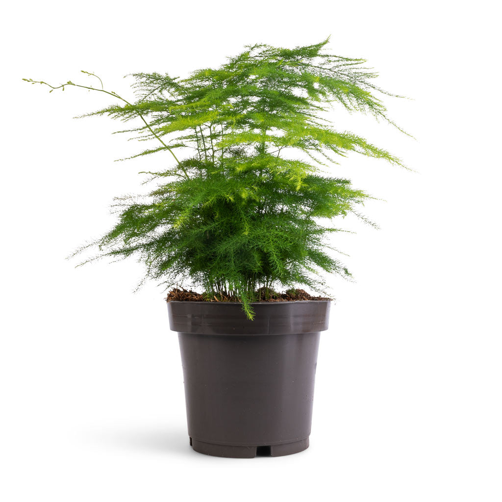 Asparagus setaceus - Lace Fern - Medium