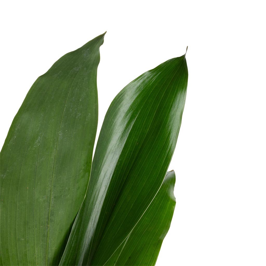 Aspidistra - Cast Iron Plant