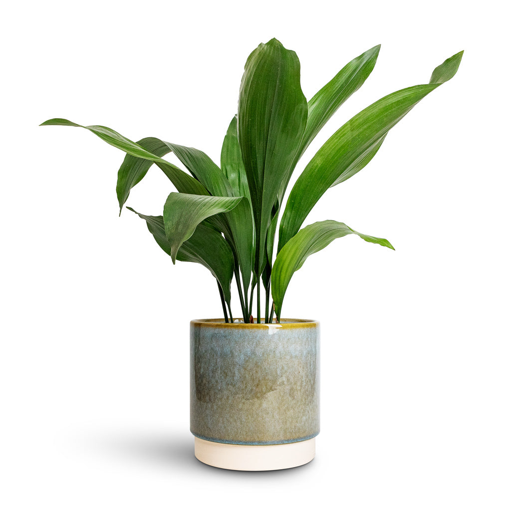Aspidistra - Cast Iron Plant & Copenhagen Plant Pot - Aqua