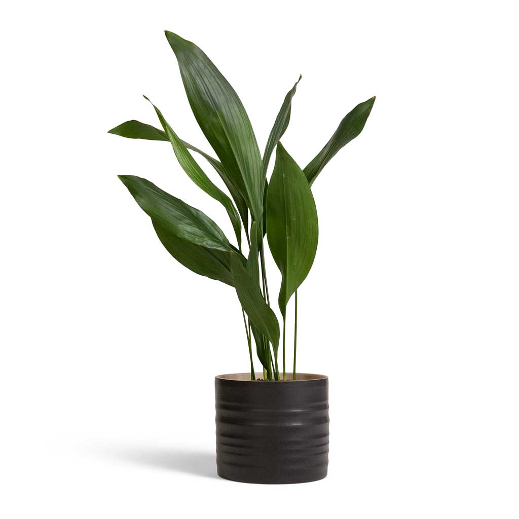 Aspidistra - Cast Iron Plant & Hadleigh Plant Pot - Charcoal