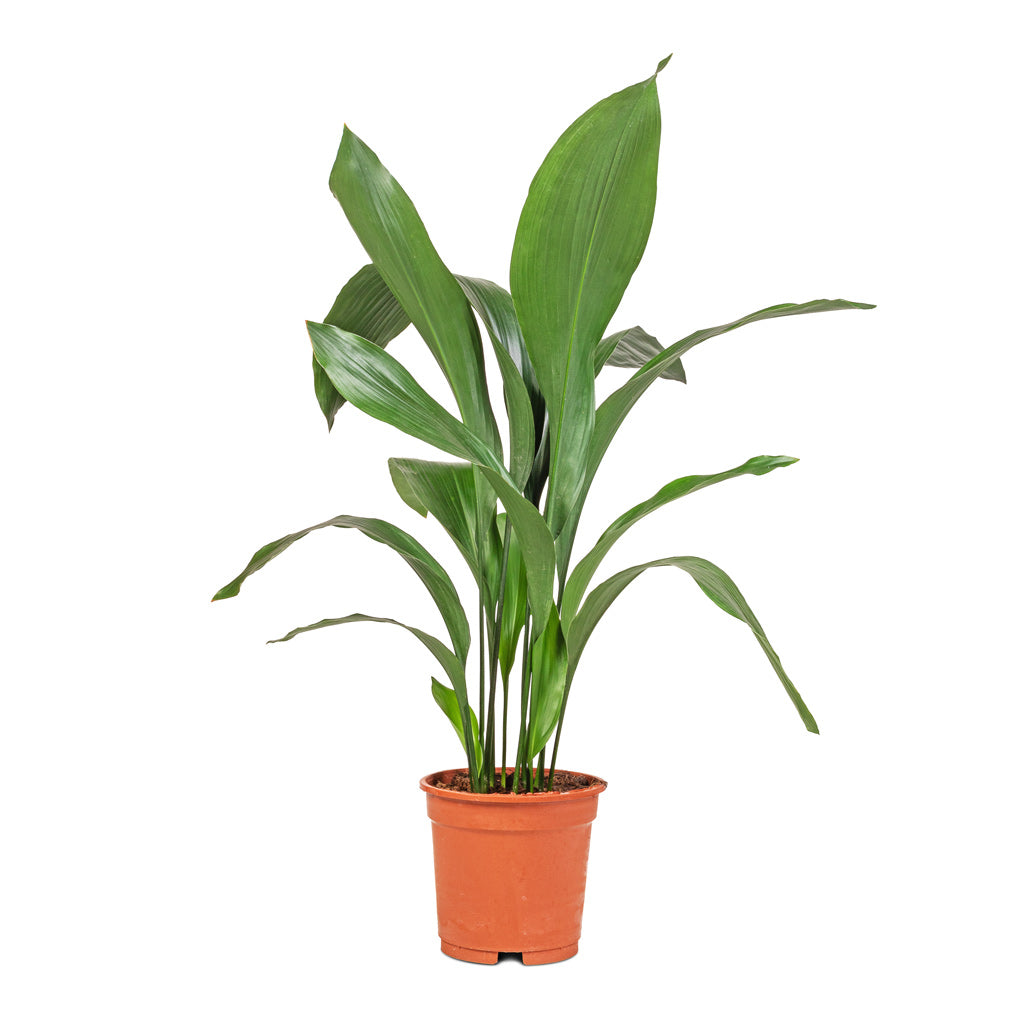Aspidistra - Cast Iron Plant - 17 x 70cm