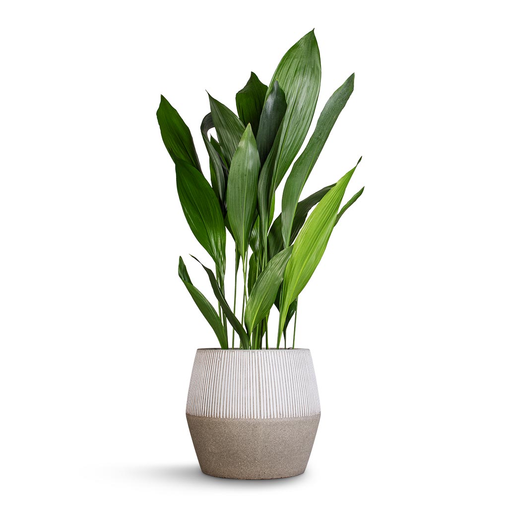 Aspidistra - Cast Iron Plant & Harley Plant Pot - Ridged White Stripe