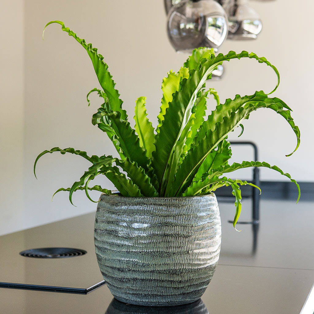 Asplenium Osaka In Manuel Pot Shiny Grey