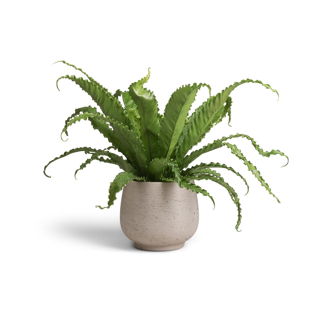 Asplenium Osaka - Japanese Bird's Nest Fern & Mini Pixie Plant Pot - Grey Washed